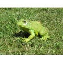 Grenouille verte