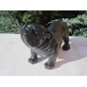 chien bouledogue Anglais 