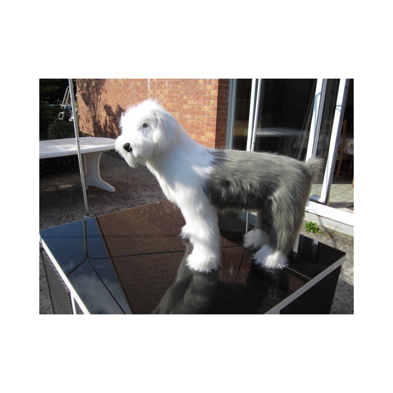 chien bobtail  taille réelle