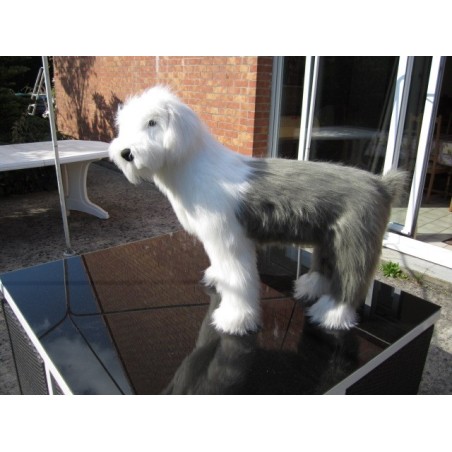 chien bobtail  taille réelle