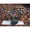 Ocelot  entier taille réelle