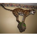 Ocelot  entier taille réelle