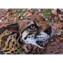 Ocelot  entier taille réelle