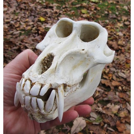 Crâne Mandrill