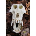 Crâne Mandrill
