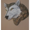 Trophée mural loup en résine, taille réelle