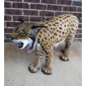 Lynx Ibérique entier taille réelle