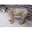 Lynx Ibérique entier taille réelle