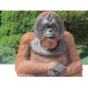 Orang-outan