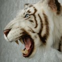 Tigre blanc