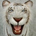 Tigre blanc