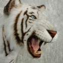 Tigre blanc