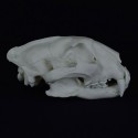 Crâne léopard
