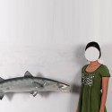 Barracuda résine taille réelle