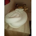 Serpents  à la demande, taille réelle.