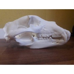 Crâne ours brun