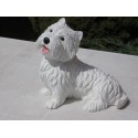 chien white terrier ( Whestie)