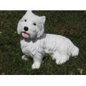 chien white terrier ( Whestie)