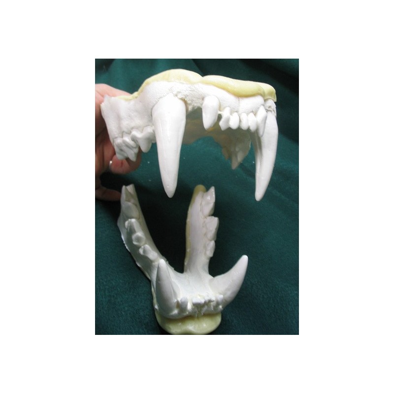 Mâchoire tigre de Sibérie