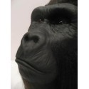 Tête gorille