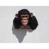 Chimpanzé Africain