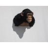 Chimpanzé Africain