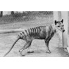 Loup de Tasmanie thylacine