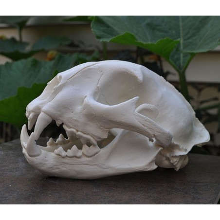 Crâne puma