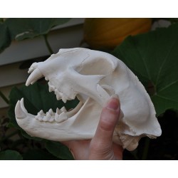 Crâne puma