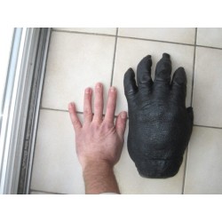 Reproduction d'une main de Gorille Africain