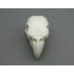 Crâne perroquet