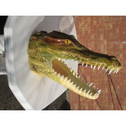Trophée tête de crocodile 