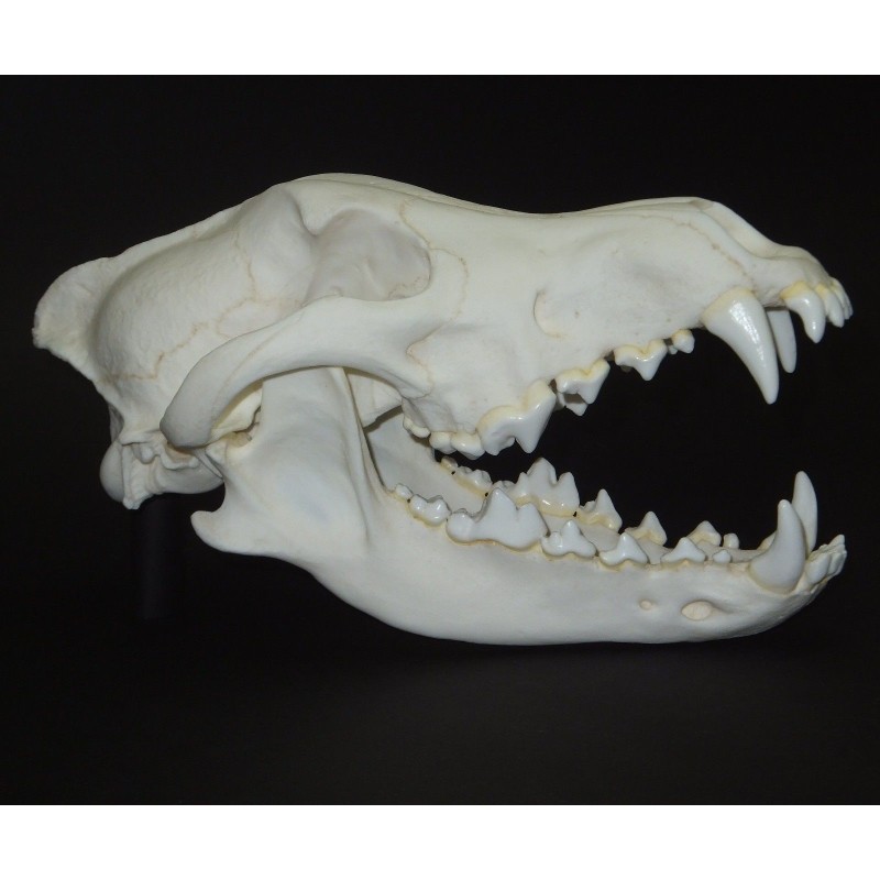 Crâne de loup