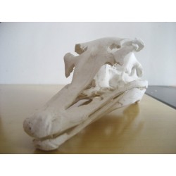 Crâne autruche