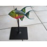 Baliste royal  PVC
