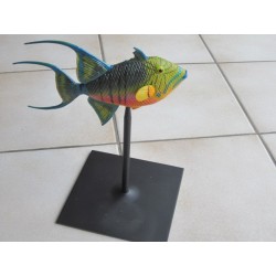 Baliste royal  PVC