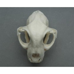 crâne lynx