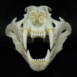 Crâne tigre du bengale