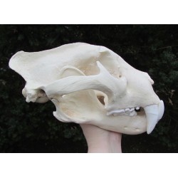 Crâne jaguar