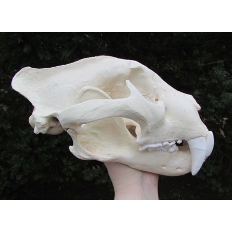 Crâne jaguar