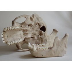 Crâne chimpanzé