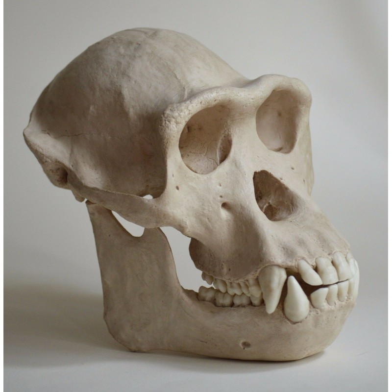 Crâne chimpanzé