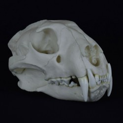Crâne léopard