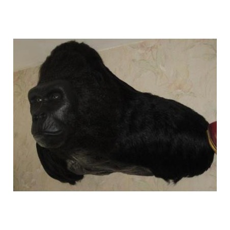 Réplique buste mural de gorille Africain