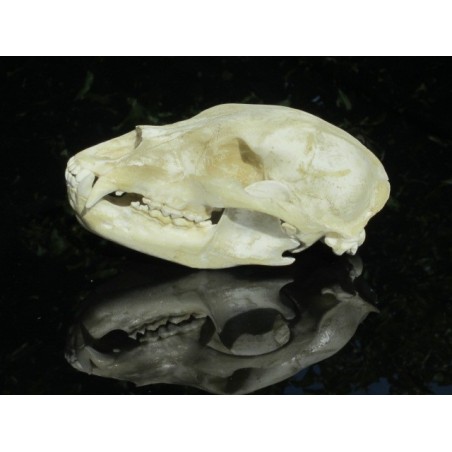 Crâne ours noir