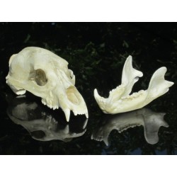 Crâne ours noir