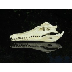 Réplique crâne  de crocodile 