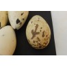 Reproduction œuf   de grand pingouin en  résine