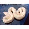 Bébé python albinos  PVC