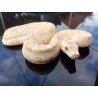 Bébé python albinos  PVC